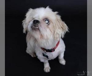 Lhasa Apso-Unknown Mix Dogs for adoption in The Woodlands, TX, USA
