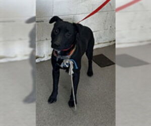 American Pit Bull Terrier Dogs for adoption in San Bernardino, CA, USA