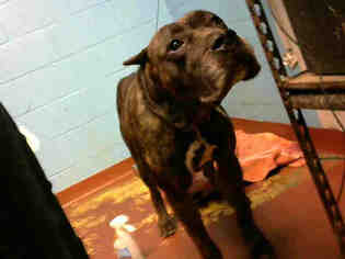 Presa Canario Dogs for adoption in Atlanta, GA, USA