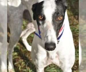 Greyhound Dogs for adoption in Grandville, MI, USA