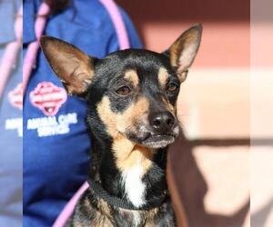 Mutt Dogs for adoption in San Antonio, TX, USA