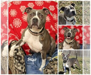 American Pit Bull Terrier Dogs for adoption in Sioux Falls, SD, USA