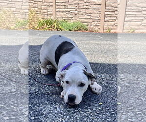 Boxer-Unknown Mix Dogs for adoption in Sterling, MA, USA