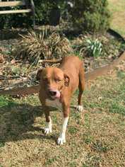 Medium Photo #1 American Pit Bull Terrier-Unknown Mix Puppy For Sale in Virgnia Beach, VA, USA