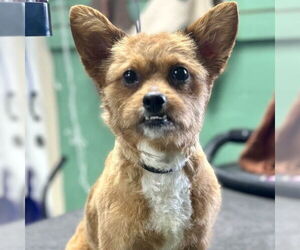 Mutt Dogs for adoption in Spring Lake, NC, USA