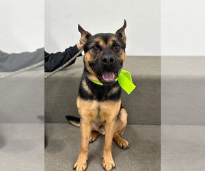 French Bulldog-Unknown Mix Dogs for adoption in Marina Del Rey, CA, USA