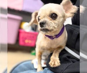 Lhasa Apso-Unknown Mix Dogs for adoption in Aurora, CO, USA