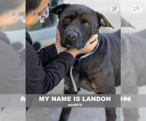 Medium Photo #1 Labrador Retriever-Unknown Mix Puppy For Sale in Houston, TX, USA