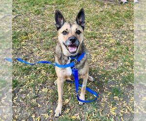 Mutt Dogs for adoption in Boston, MA, USA