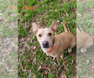 Labrador Retriever Dogs for adoption in Tyler, TX, USA