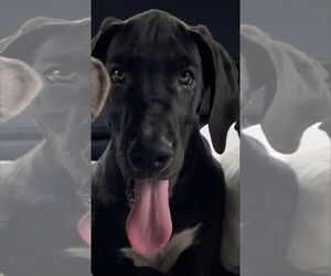 Great Dane Dogs for adoption in Palm Beach, FL, USA