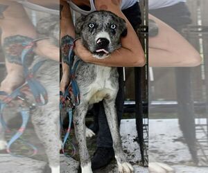 Catahoula Leopard Dog-Great Dane Mix Dogs for adoption in Osteen, FL, USA