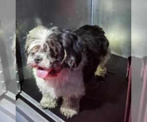 Shih Tzu-Unknown Mix Dogs for adoption in San Antonio, TX, USA