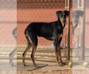 Doberman Pinscher-Unknown Mix Dogs for adoption in Plano, TX, USA