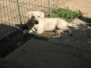 Medium Photo #1 Labrador Retriever-Unknown Mix Puppy For Sale in Conway, AR, USA