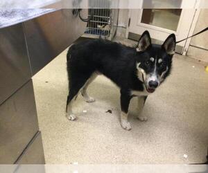 Siberian Husky-Unknown Mix Dogs for adoption in Riverside, CA, USA