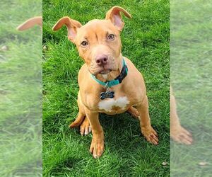 American Pit Bull Terrier Dogs for adoption in Seattle, WA, USA