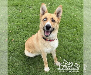 German Shepherd Dog-Unknown Mix Dogs for adoption in Irvine, CA, USA