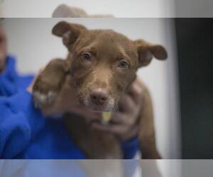 Chesapeake Bay Retriever-Unknown Mix Dogs for adoption in Mountain Home, AR, USA