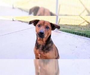 Labrador Retriever Dogs for adoption in Houston, TX, USA