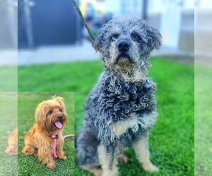 Poodle (Standard)-Unknown Mix Dogs for adoption in Newport Beach, CA, USA