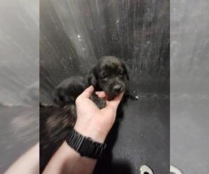 Cardigan Welsh Corgi-Unknown Mix Dogs for adoption in San Antonio, TX, USA