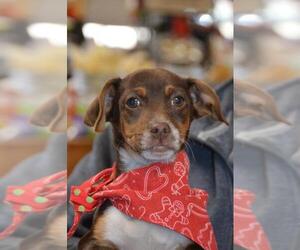 Toy Rat Doxie Dogs for adoption in Brighton, TN, USA