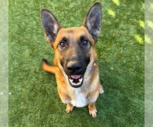 Mutt Dogs for adoption in Moreno Valley, CA, USA