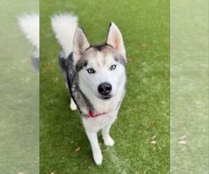 Mutt Dogs for adoption in Shelburne, VT, USA