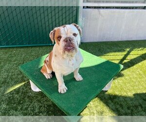Bulldog Dogs for adoption in Pasadena, CA, USA