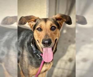 German Shepherd Dog-Unknown Mix Dogs for adoption in Lodi, CA, USA