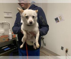 Chihuahua Dogs for adoption in Bakersfield, CA, USA