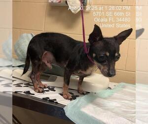 Chihuahua Dogs for adoption in Ocala, FL, USA
