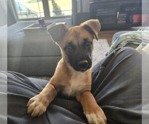 Mutt Dogs for adoption in Fenton, MO, USA