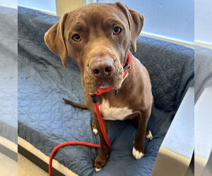 American Pit Bull Terrier-Labrador Retriever Mix Dogs for adoption in Boston, MA, USA