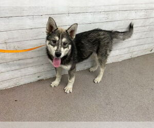 Siberian Husky Dogs for adoption in San Bernardino, CA, USA