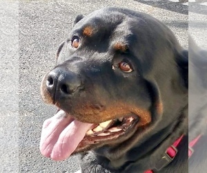 Rottweiler Dogs for adoption in Crossville, TN, USA