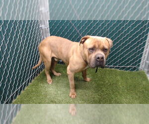 Mutt Dogs for adoption in Downey, CA, USA