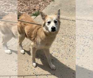 Mutt Dogs for adoption in Low Moor, VA, USA