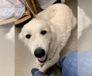 Great Pyrenees Dogs for adoption in Pampa, TX, USA