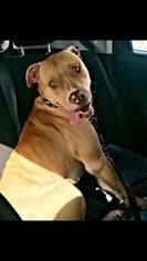 American Pit Bull Terrier Dogs for adoption in mesquite, TX, USA