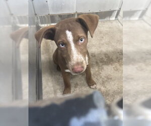 Labrador Retriever-Unknown Mix Dogs for adoption in San Bernardino, CA, USA