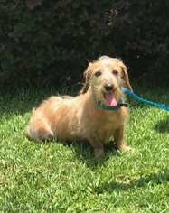 Dachshund Dogs for adoption in Texarkana, TX, USA