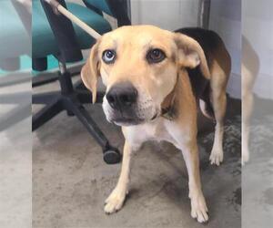 Beagle-German Shepherd Dog Mix Dogs for adoption in Camarillo, CA, USA