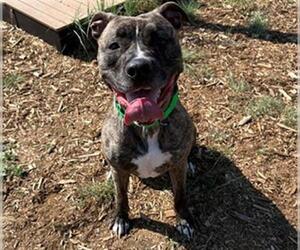 American Pit Bull Terrier-Catahoula Leopard Dog Mix Dogs for adoption in Denver, CO, USA
