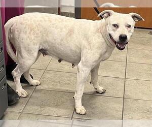 American Staffordshire Terrier-Unknown Mix Dogs for adoption in San Antonio, TX, USA