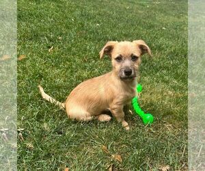 Mutt Dogs for adoption in Cliffwood, NJ, USA