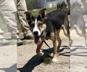 Huskies -Unknown Mix Dogs for adoption in Virginia Beach, VA, USA