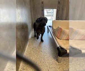 Doodle Dogs for adoption in Lodi, CA, USA