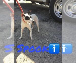 Chihuahua Dogs for adoption in Pleasanton, TX, USA